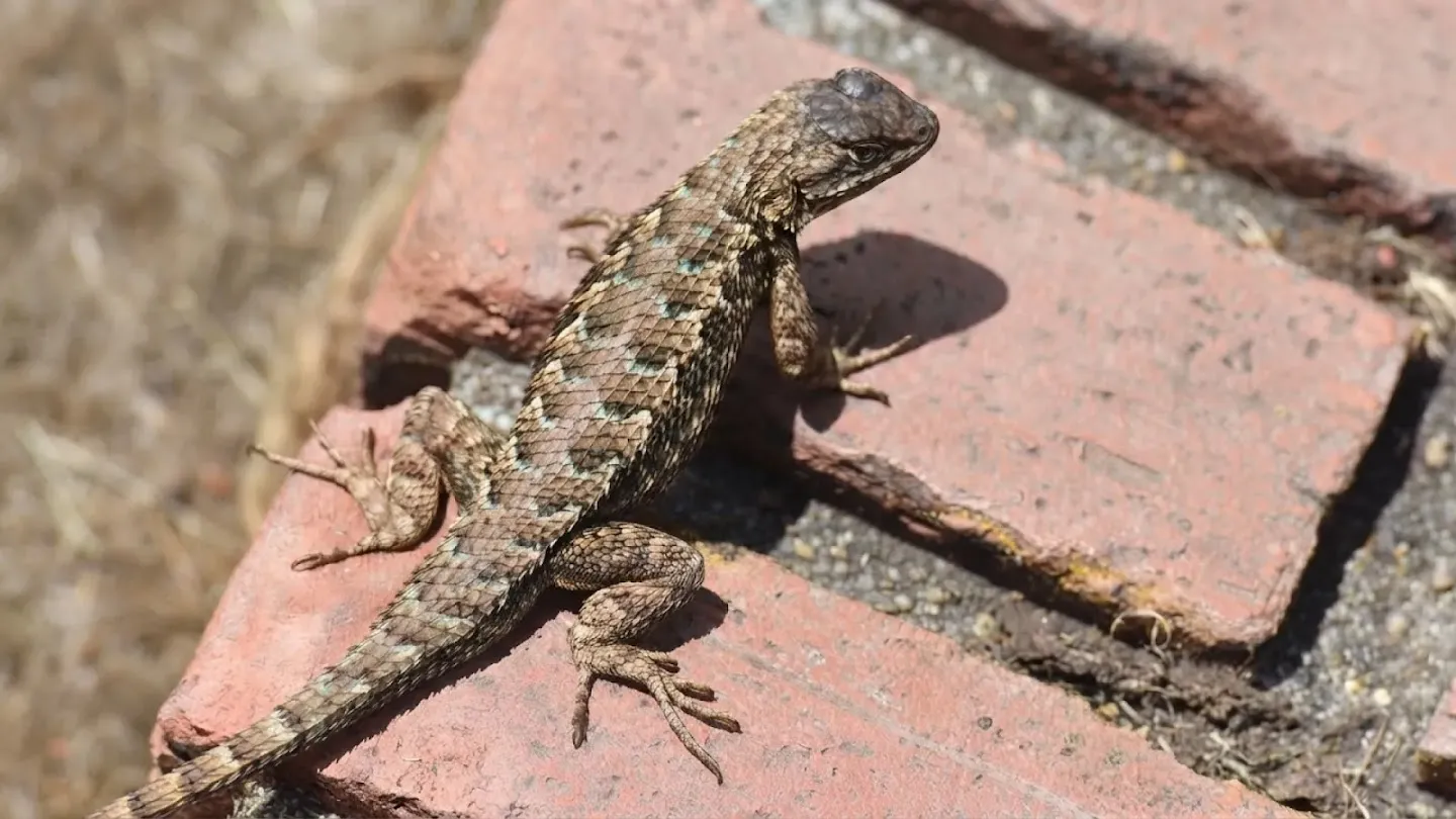 Spiny lizard with turquoise-flecked scales on red bricks, generated with Nano Banana 2 Lite